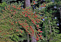 Vaccinium parvifolium